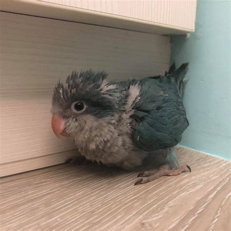 養鳥|第一次養鳥就上手！各種鸚鵡特點怎麼選？獸醫師：新。